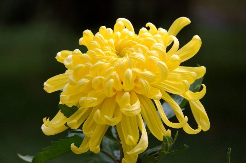 菊花